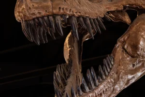 close-up of tyrannosaurus rex skull fine art print on canvas