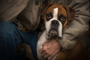 boxer dog held by owner